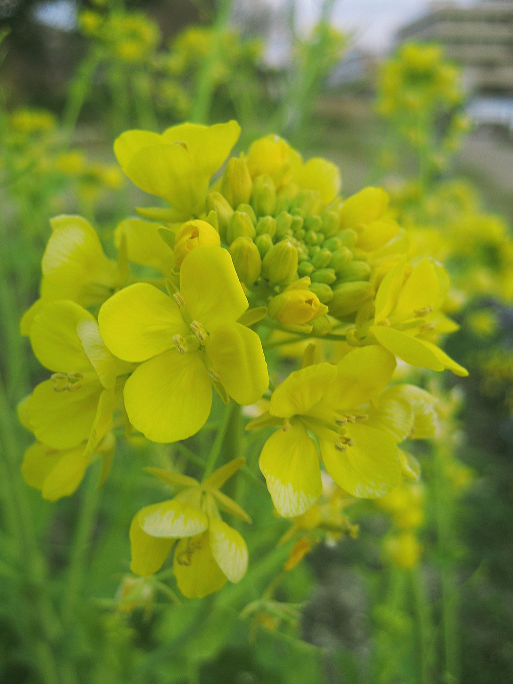 春は菜の花畑で