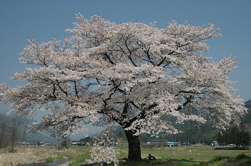 田舎の桜