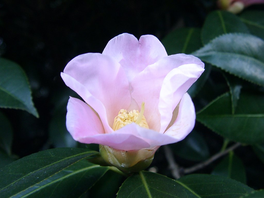 ●初春スケッチ-28 神代植物公園⑯