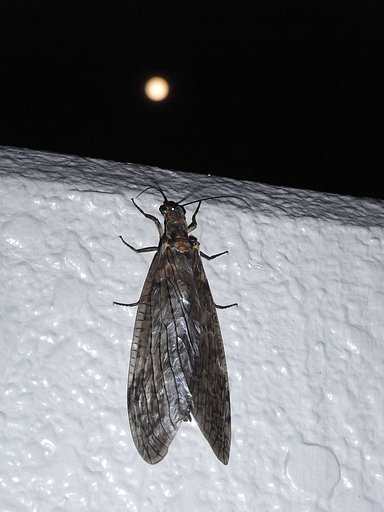ここに相応しくありませんが・・