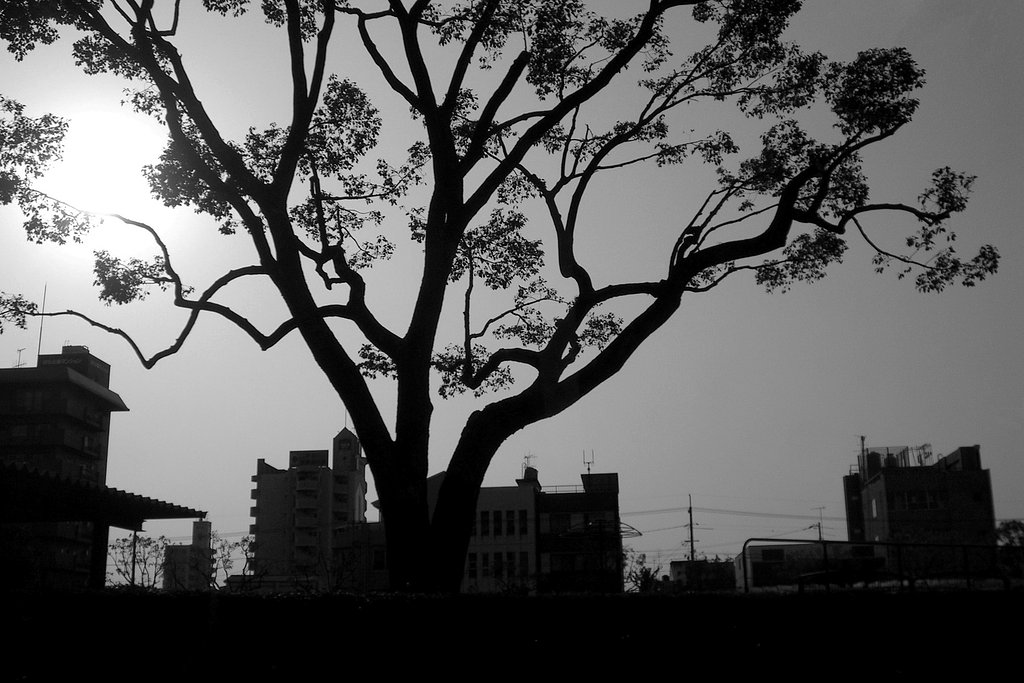 公園の木