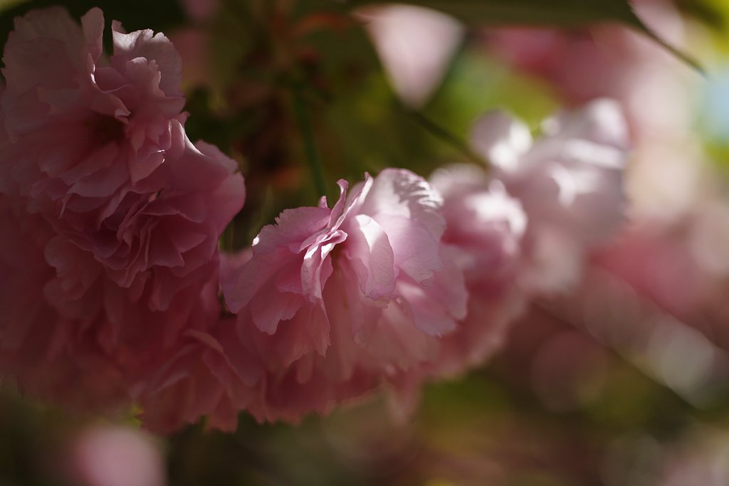 CONTAX S-Planar 1:2.8 f=60mm T*