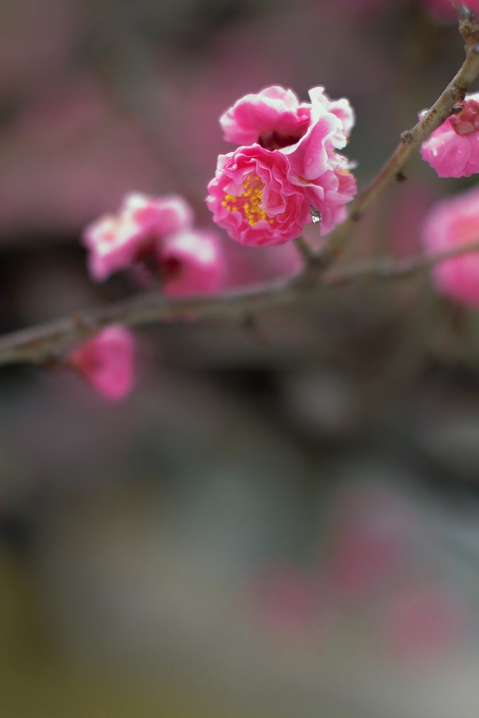 梅