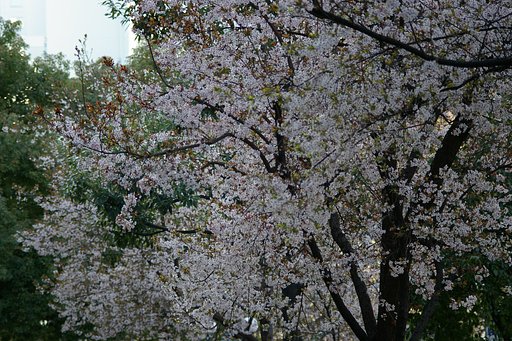 春はまだか