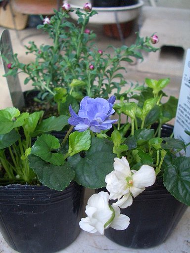 白と紫　植え込み前です。