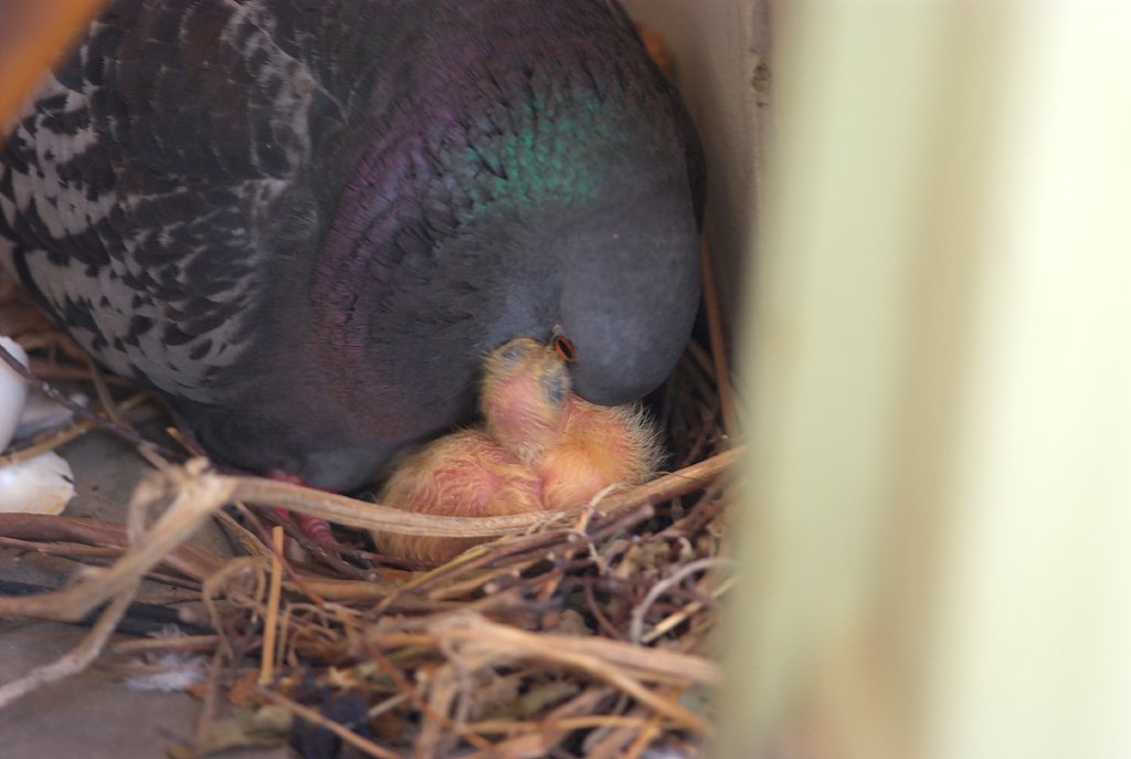 鳩の雛誕生