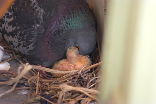 鳩の雛誕生