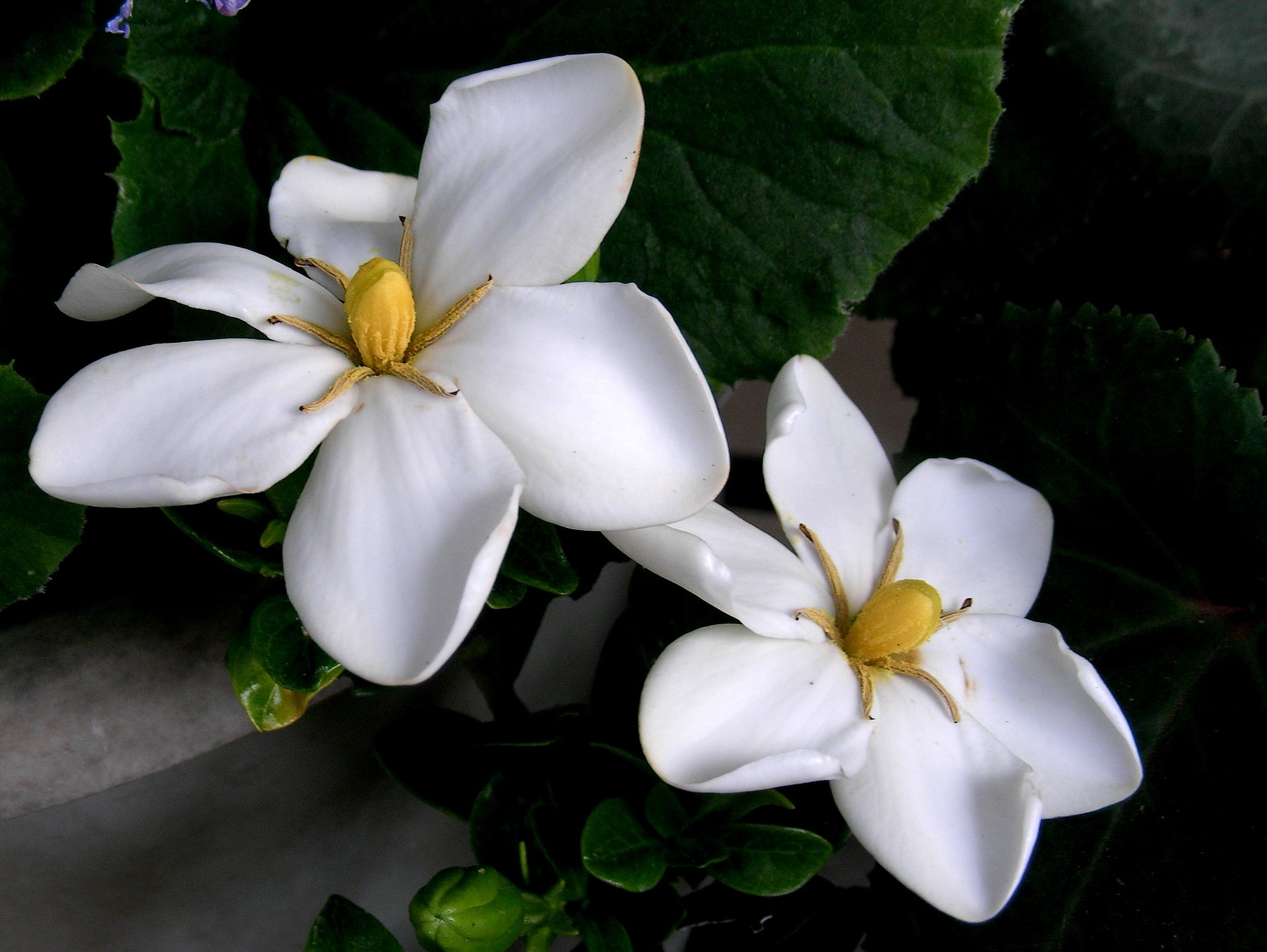 クチナシの花