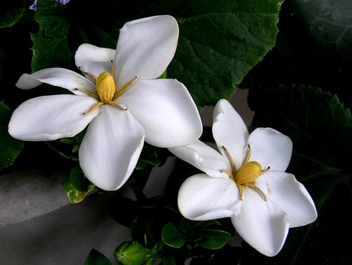 クチナシの花