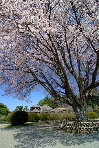 偕楽園の左近桜
