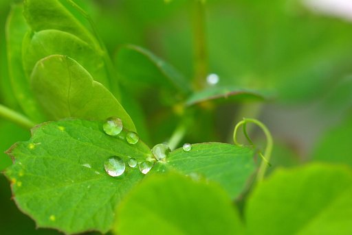 水玉の宝石