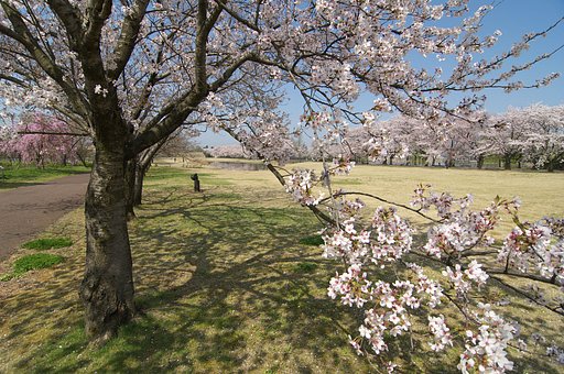 広がる春