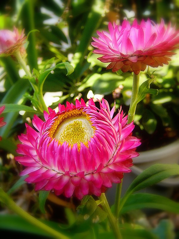 貝がら草