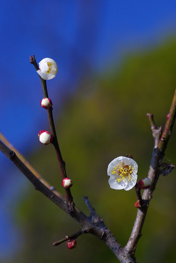 梅の花③