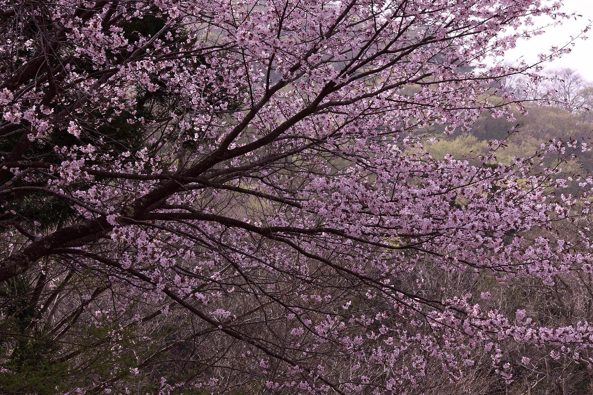 山桜