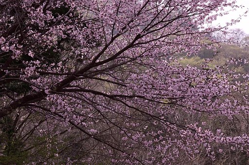 山桜