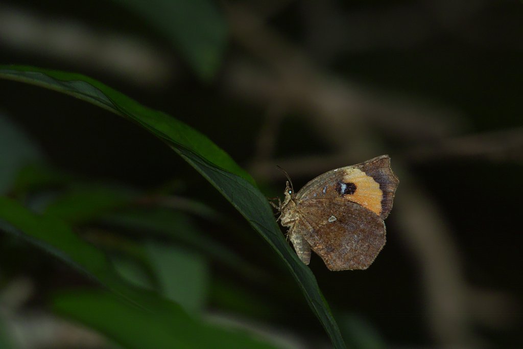 イカリモンガ