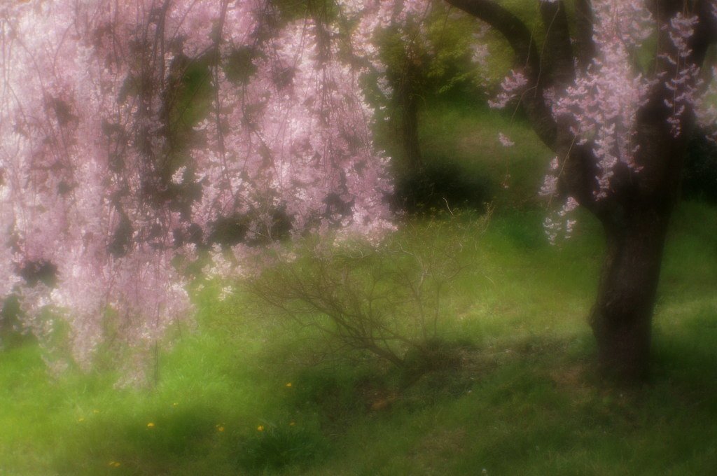 しだれ桜