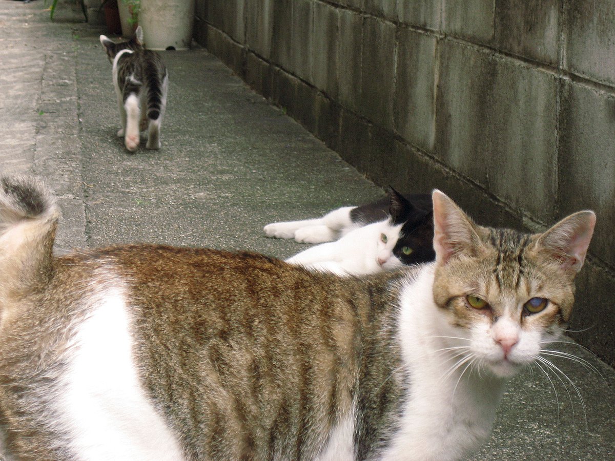 子猫さんじっとしてません
