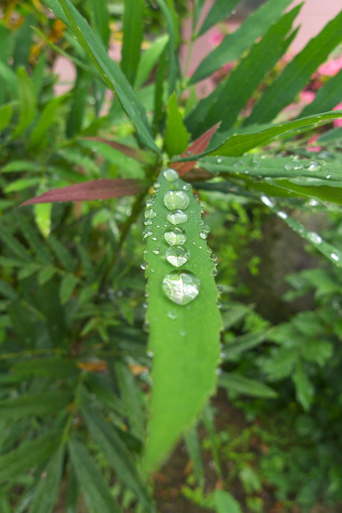 【彩】 クリスタルなお豆・・・