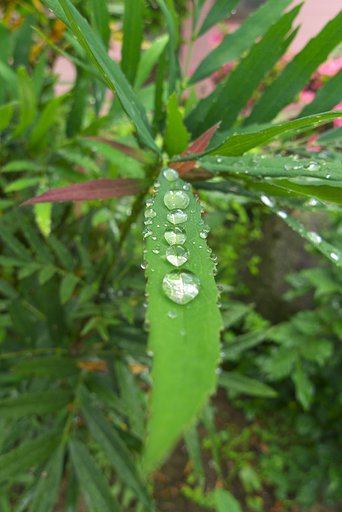 【彩】 クリスタルなお豆・・・