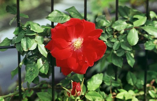 赤い薔薇