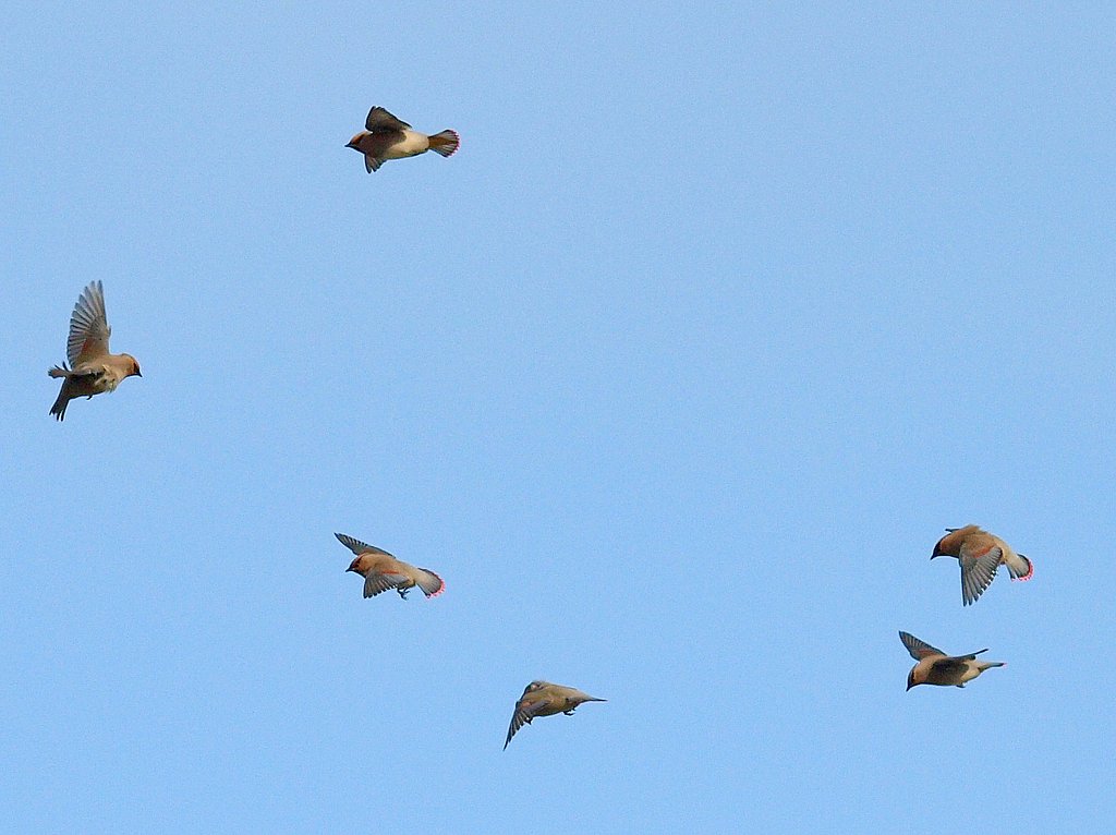 【ザ・ワールド】鳥の世界と青空