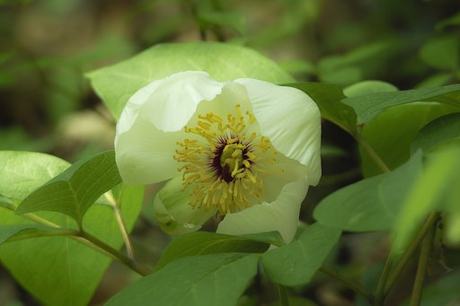 山芍薬