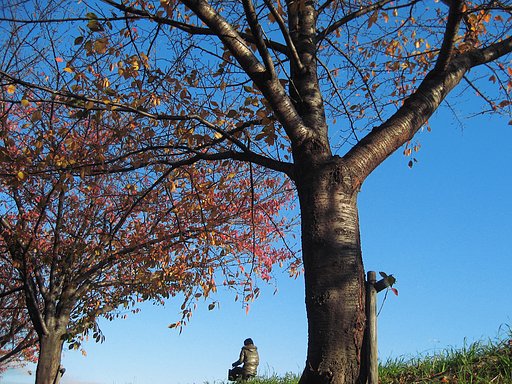 秋の桜景色