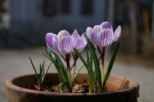 【トキメキの色】　クロッカス色？