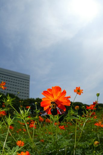 都会ネイチャー