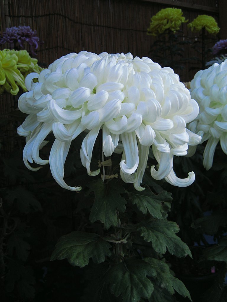 大輪の白菊