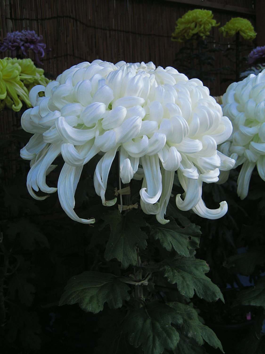 大輪の白菊