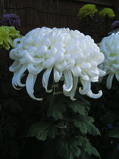 大輪の白菊