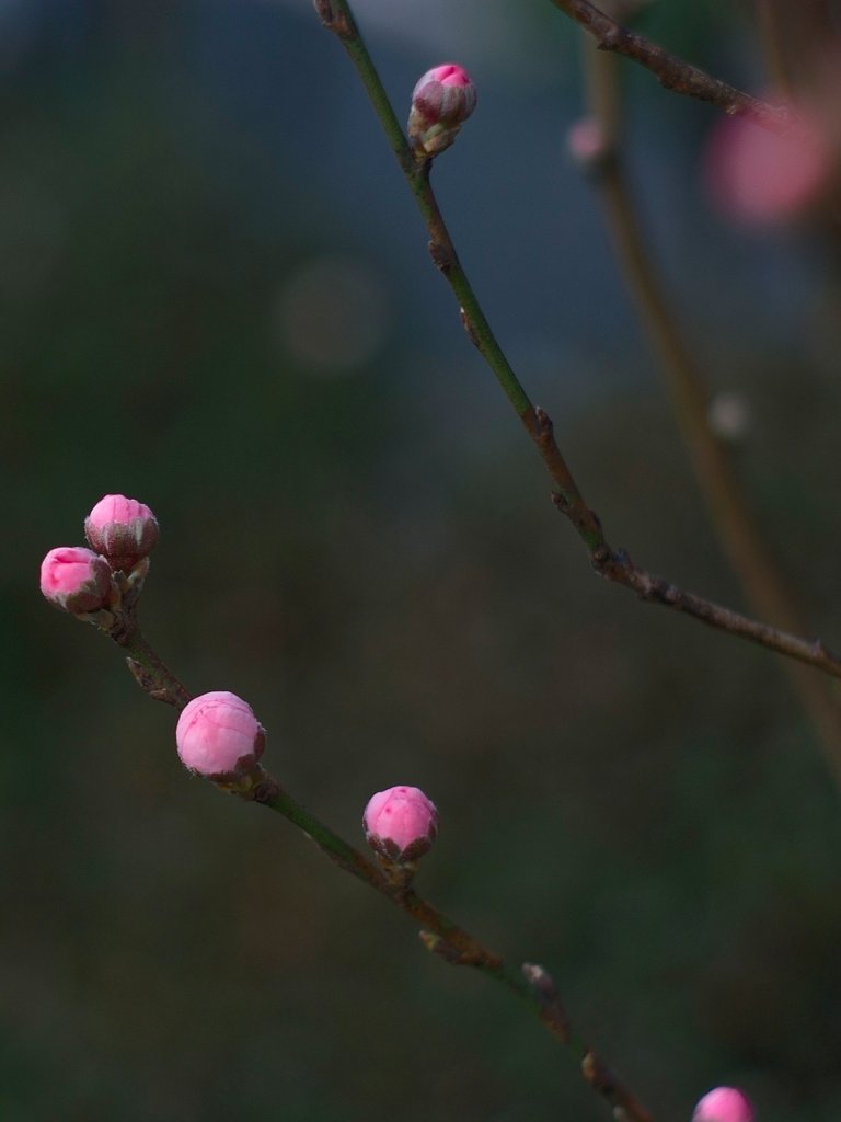 「ザ・ワールド」魅ー花桃の蕾