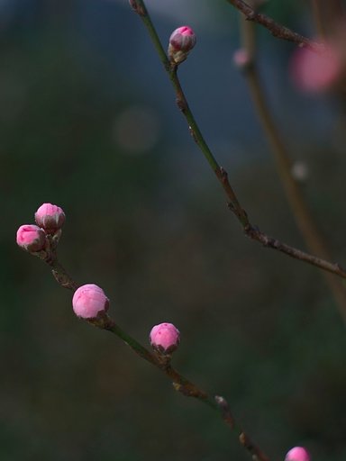「ザ・ワールド」魅ー花桃の蕾