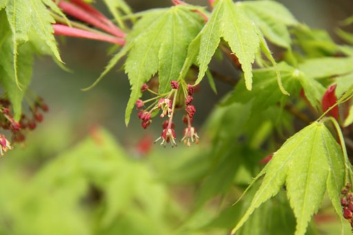 モミジの花