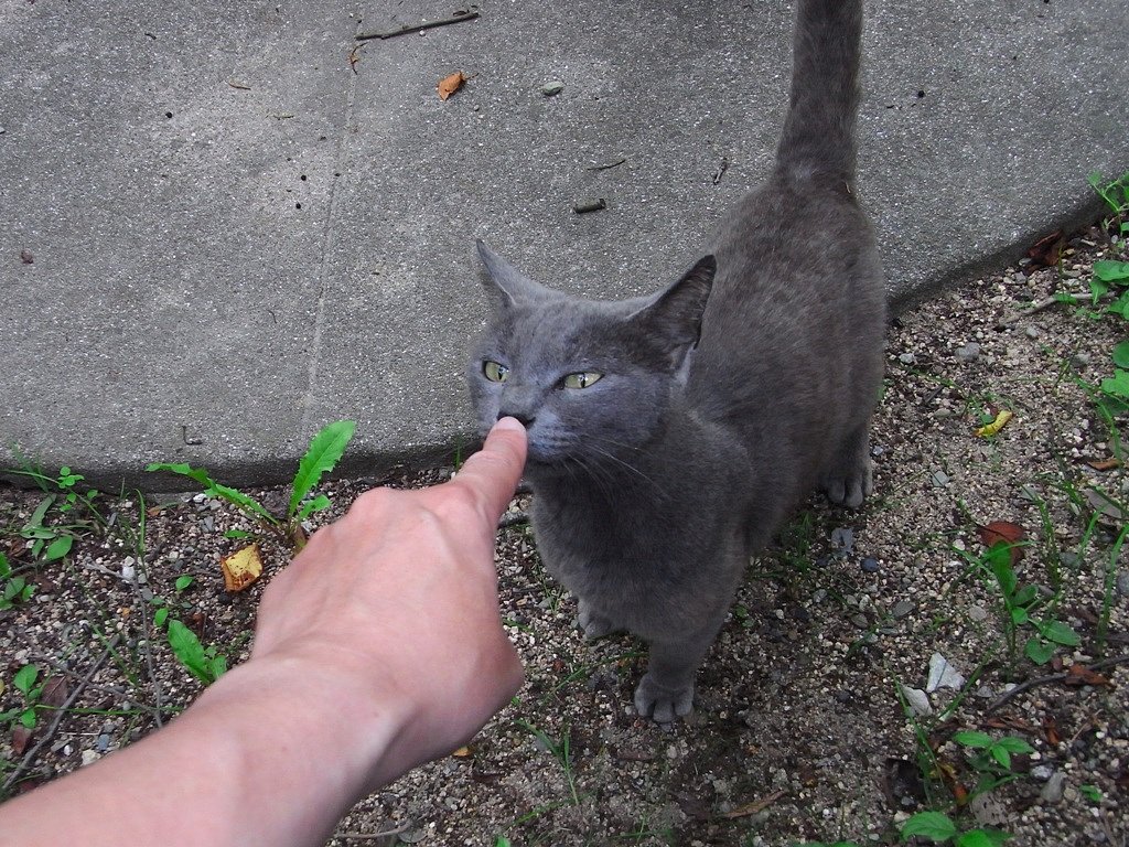 な・・・何だニャ？