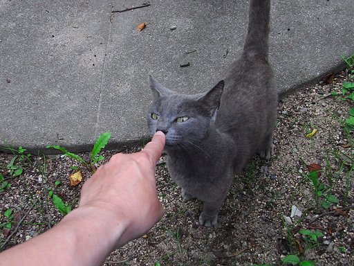 な・・・何だニャ？