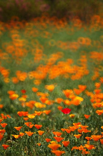 紅一点