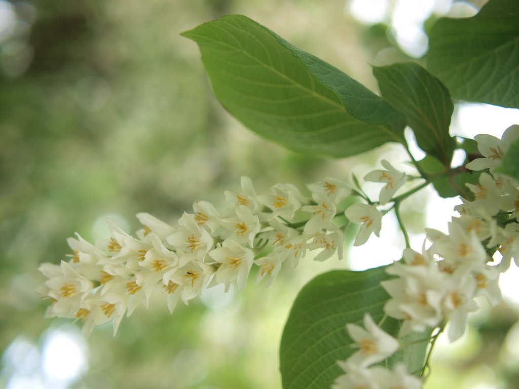 エゴの木？　の花