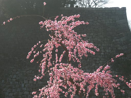 【トキメキの色】大阪城の梅枝垂れ
