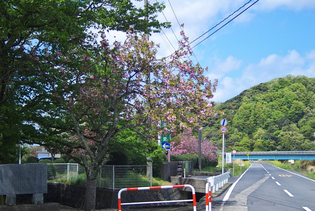 利久の里の八重桜