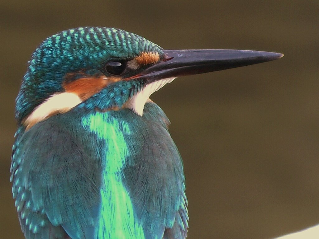 カワセミ　瞳に写る空