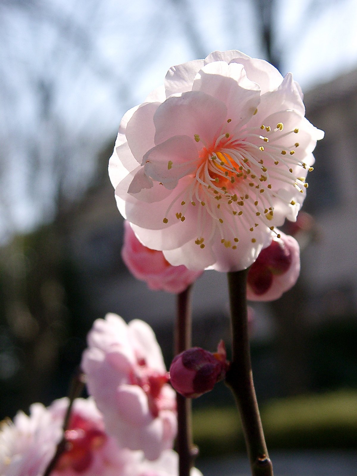 ★ウメの花くらべ-02