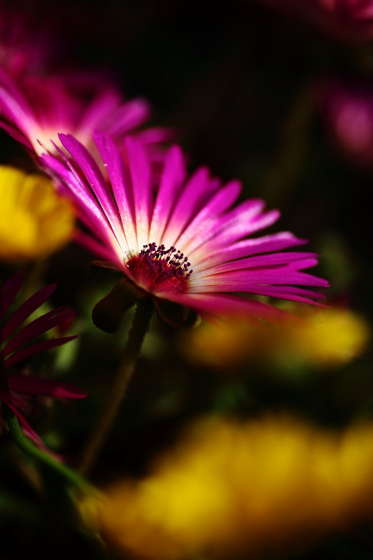 花です^^