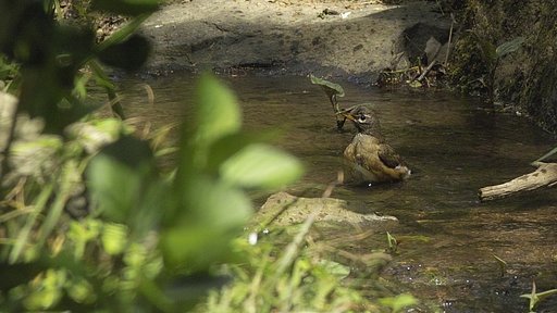 水浴び　その５
