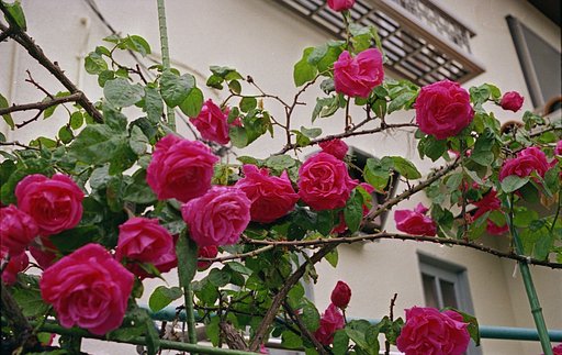 赤い薔薇　ふたたび