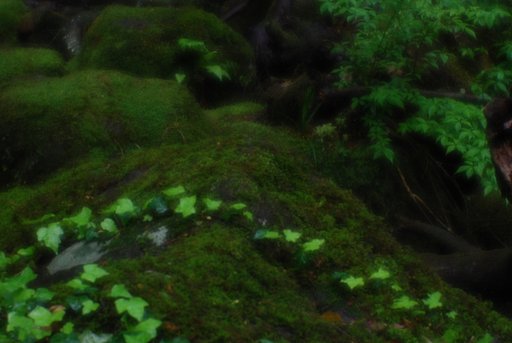 もののけの森