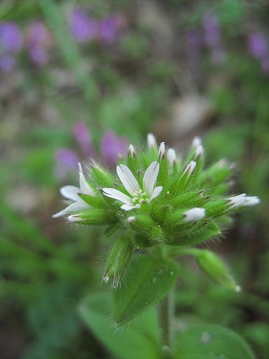 【ザ・ワールド】おチビな野の花・オランダミミナグサ